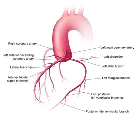 lv branch|posterior left ventricular branch.